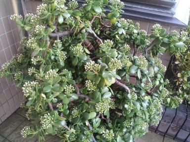 2011-11-24 09.14.12.jpg