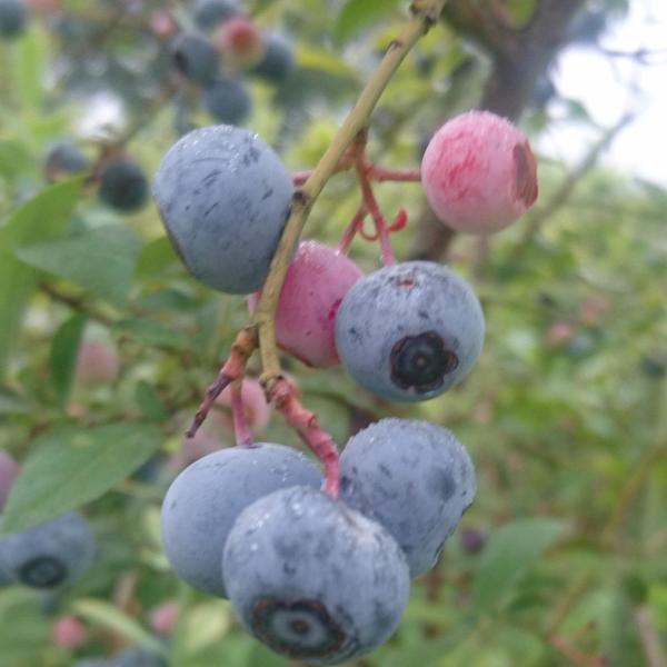 夏の果物