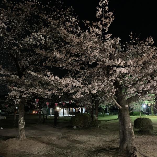 夜9時の桜